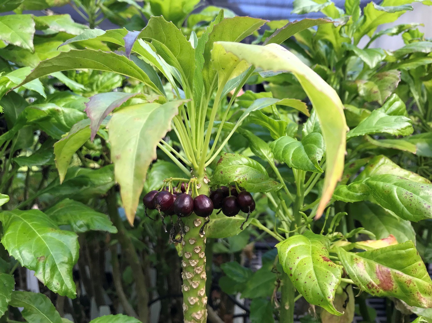 A straight green stem with many leaf scars. At the top of the stem a whorl of deep purple round fruits are present. From the top of the long stemed leaves are shooting. The leaves a simple with a tooth margin and a pointed tip.